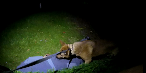 PD Chewy stands over a suspect who is facedown on the ground