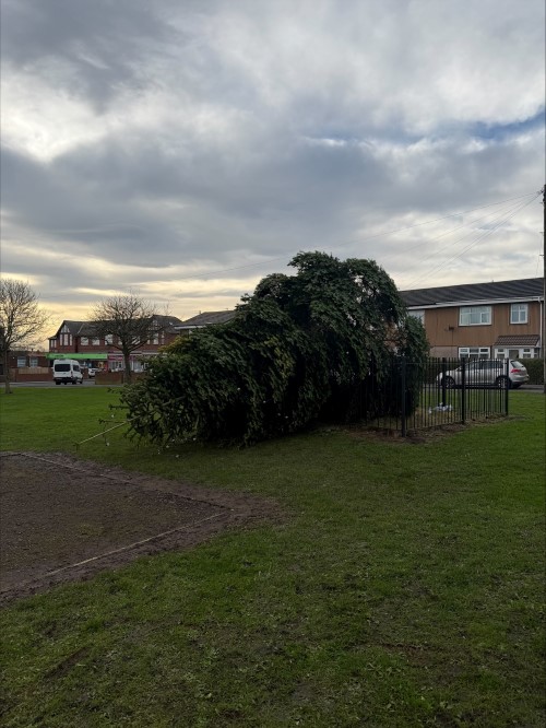 Christmas tree 2.jpg
