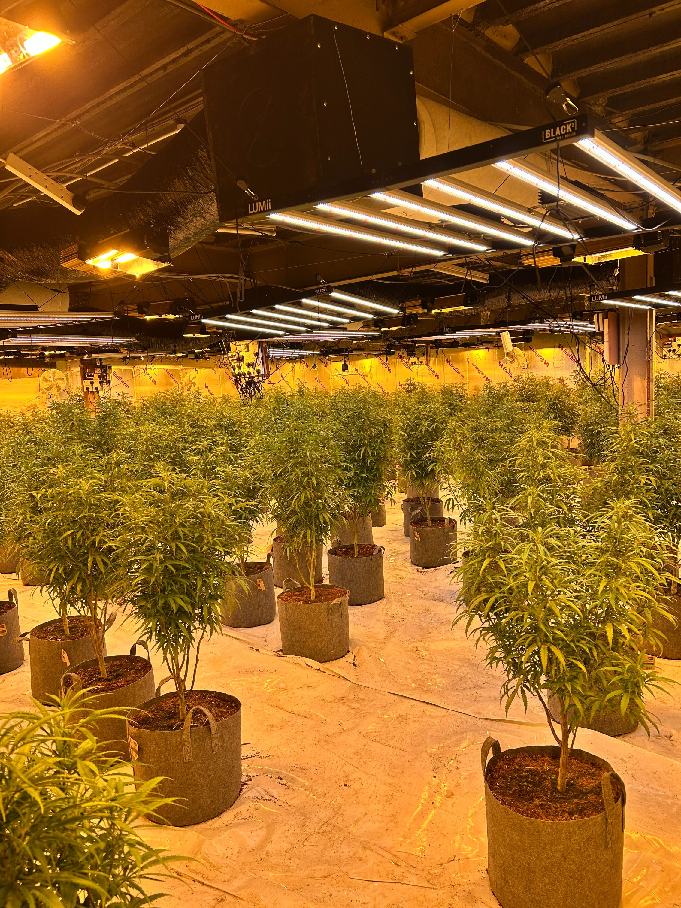 Cannabis farm in Stanley