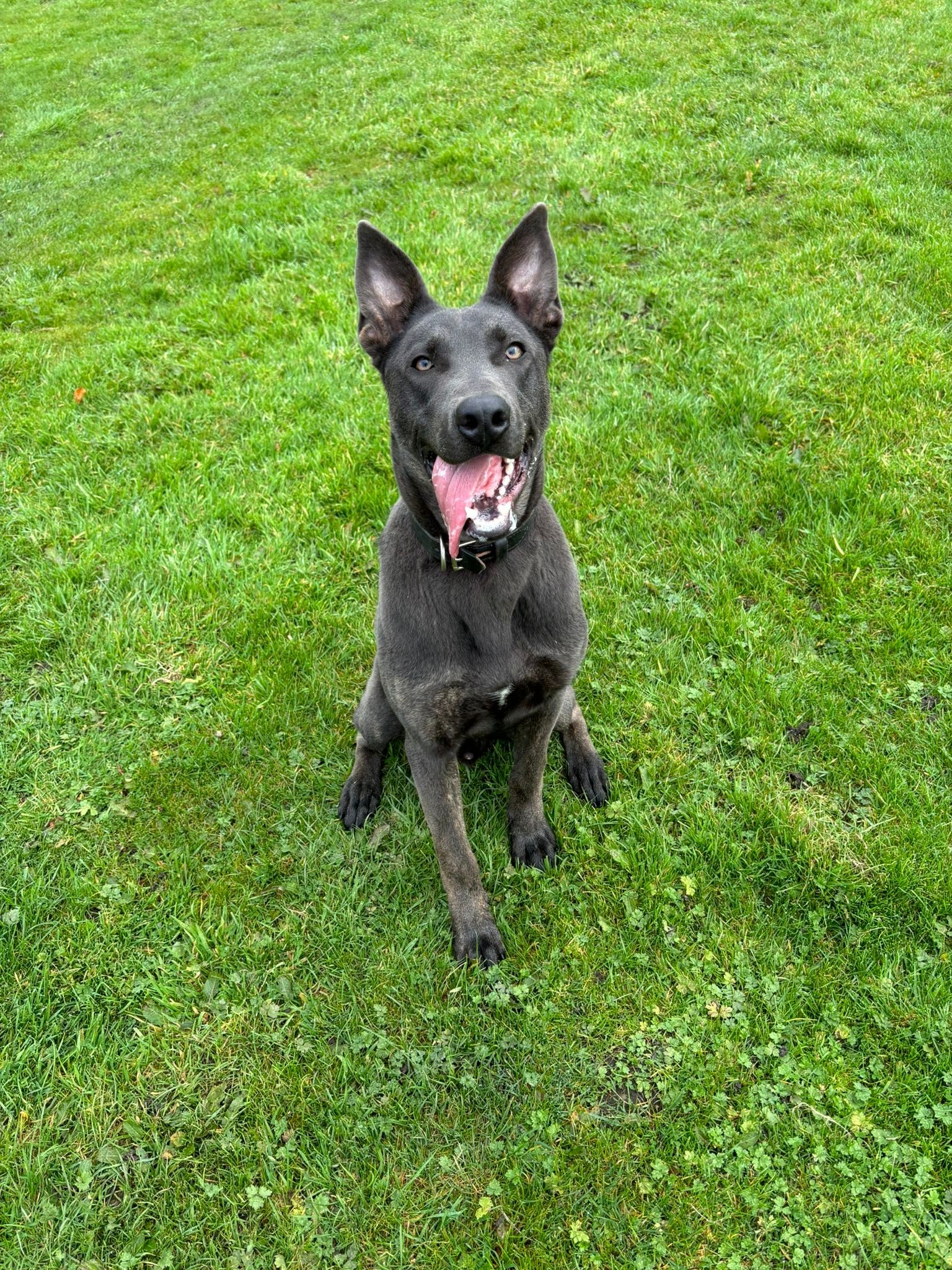 Taz