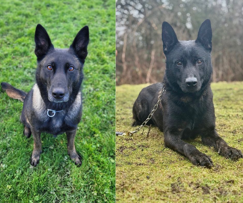 PD's Jenna and Demon