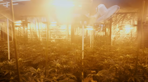 Cannabis.png