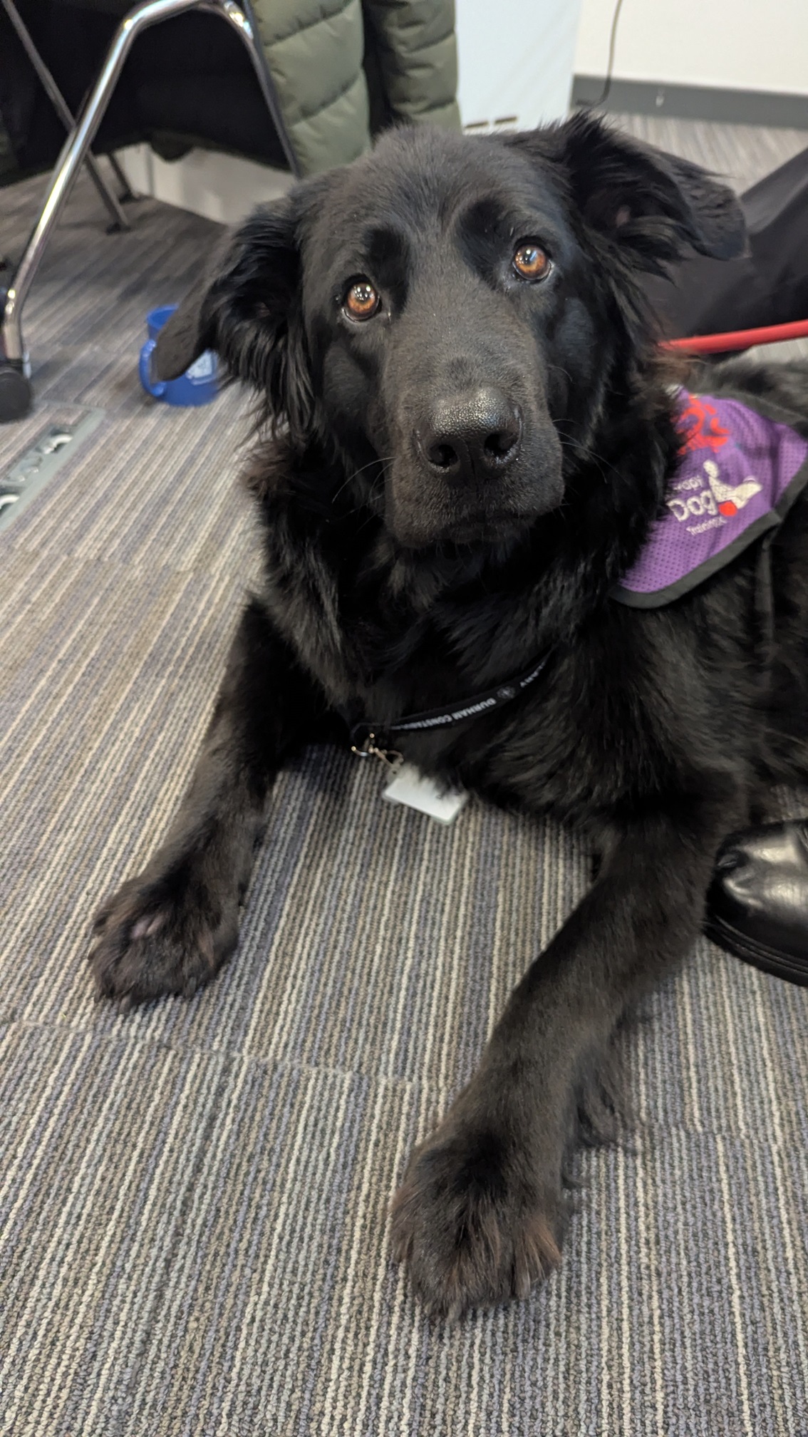 Bob the therapy dog