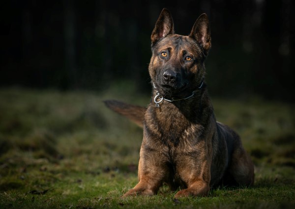 PD Odin