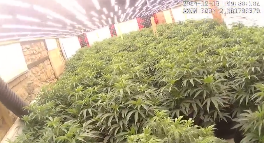 The cannabis grow