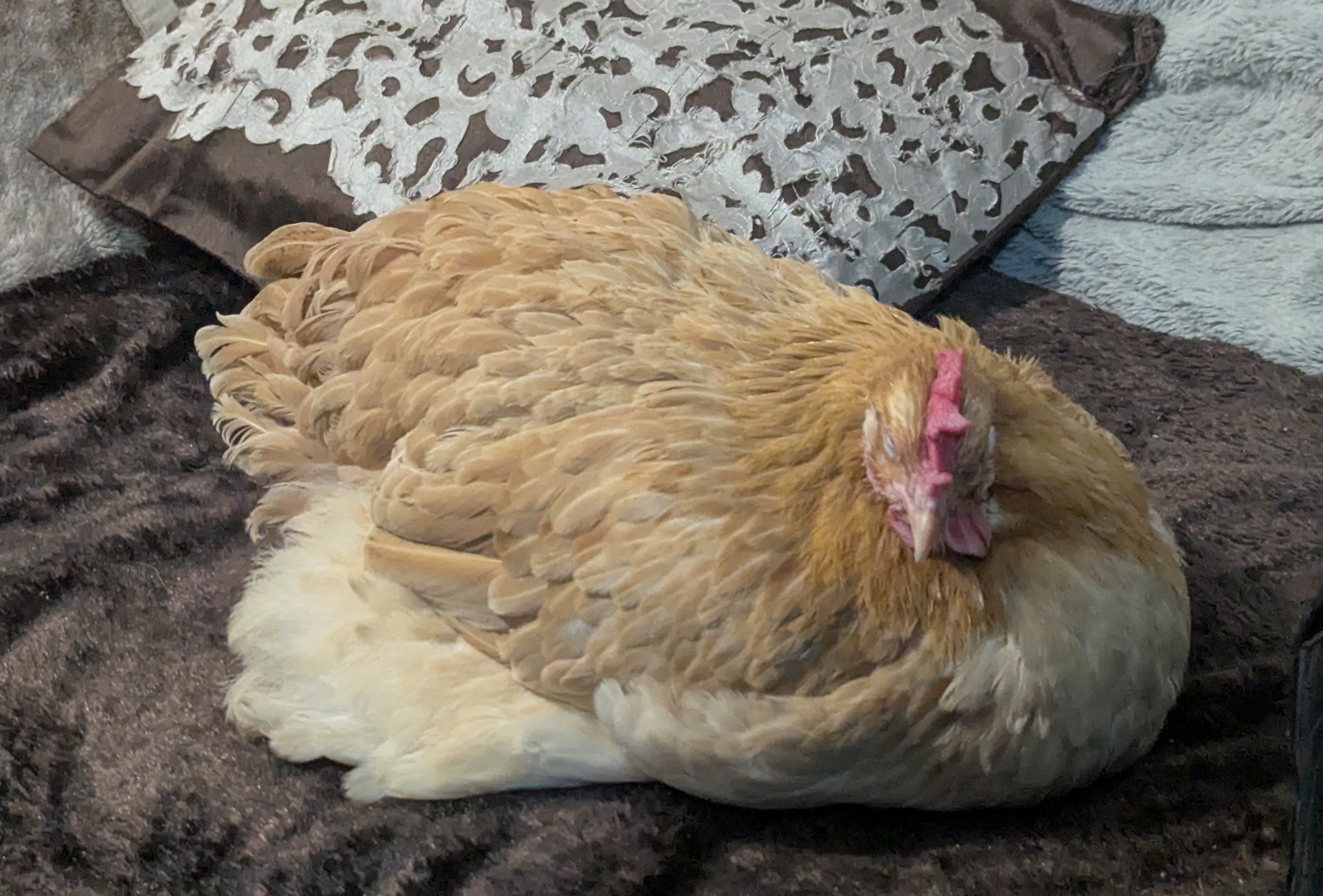 The chicken found in an address