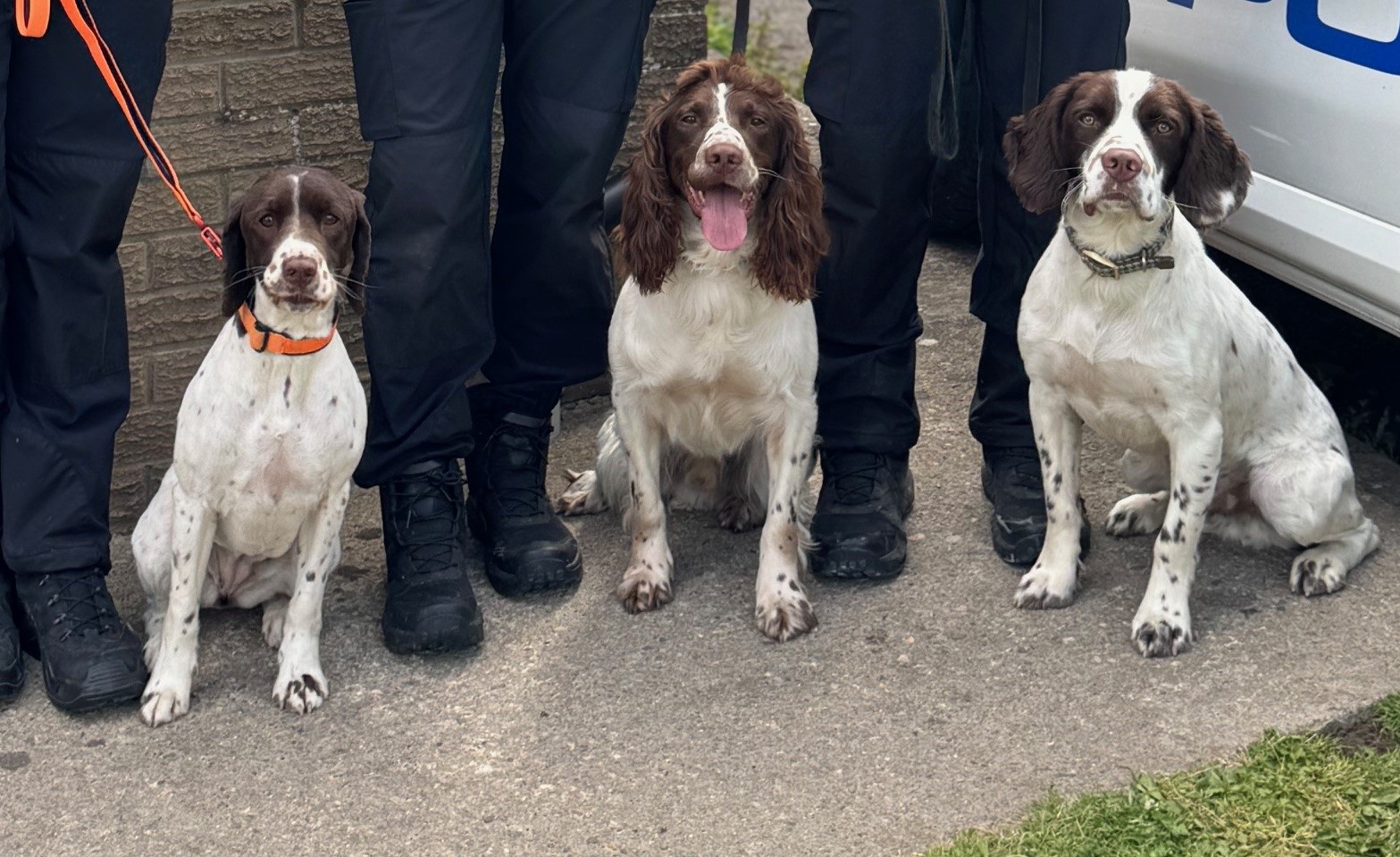 PDs Gracie, Angus and Teddy