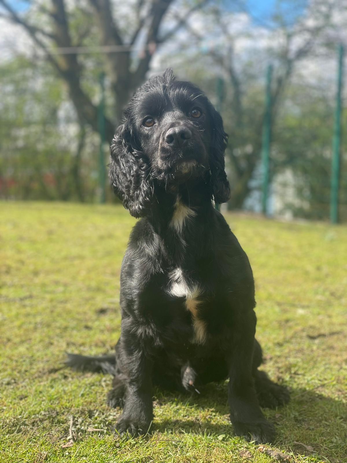 PD Louie