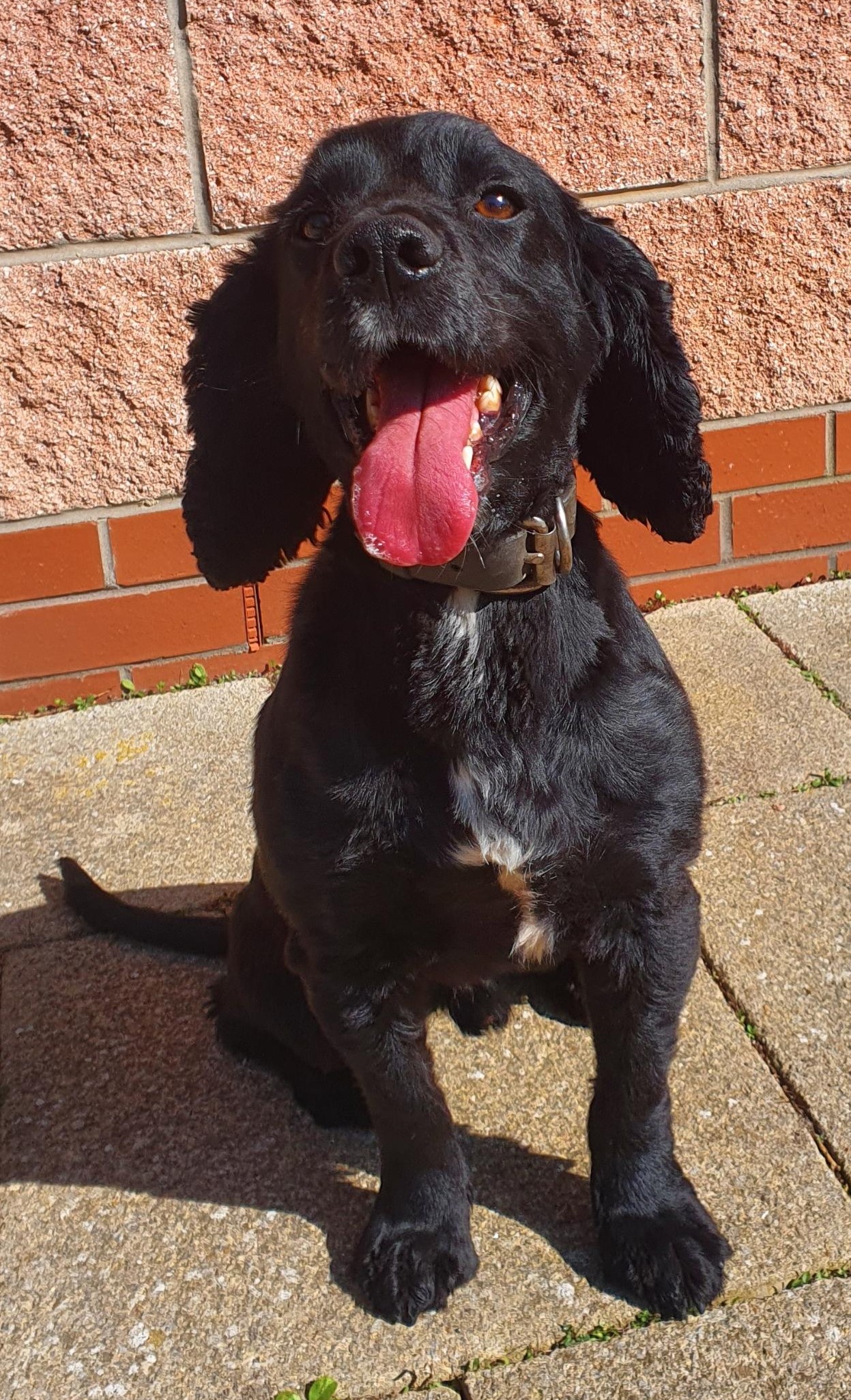 PD Louie
