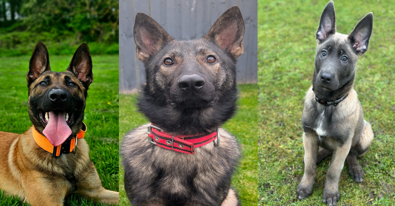 PDs Jasper, Dutch and Axel