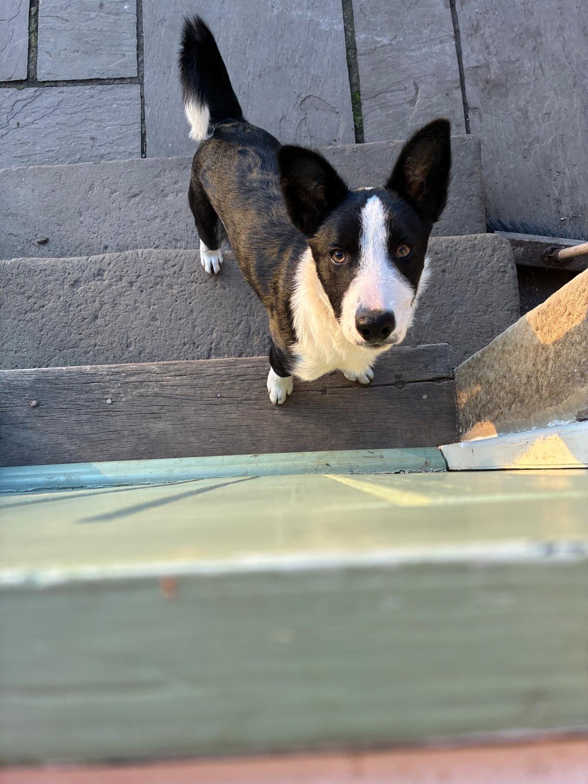 Tweed the puppy