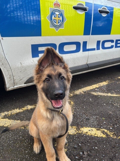 Puppy Chief