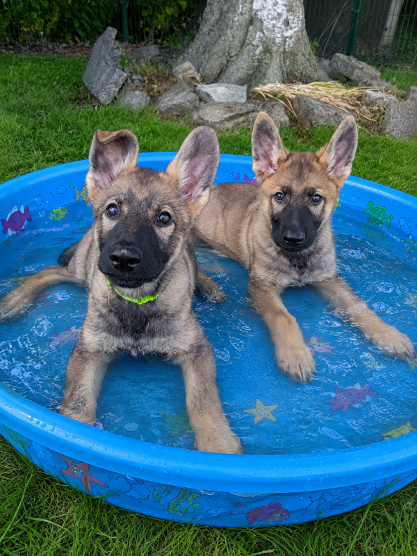 Vespa and Vinnie in a paddling pool 