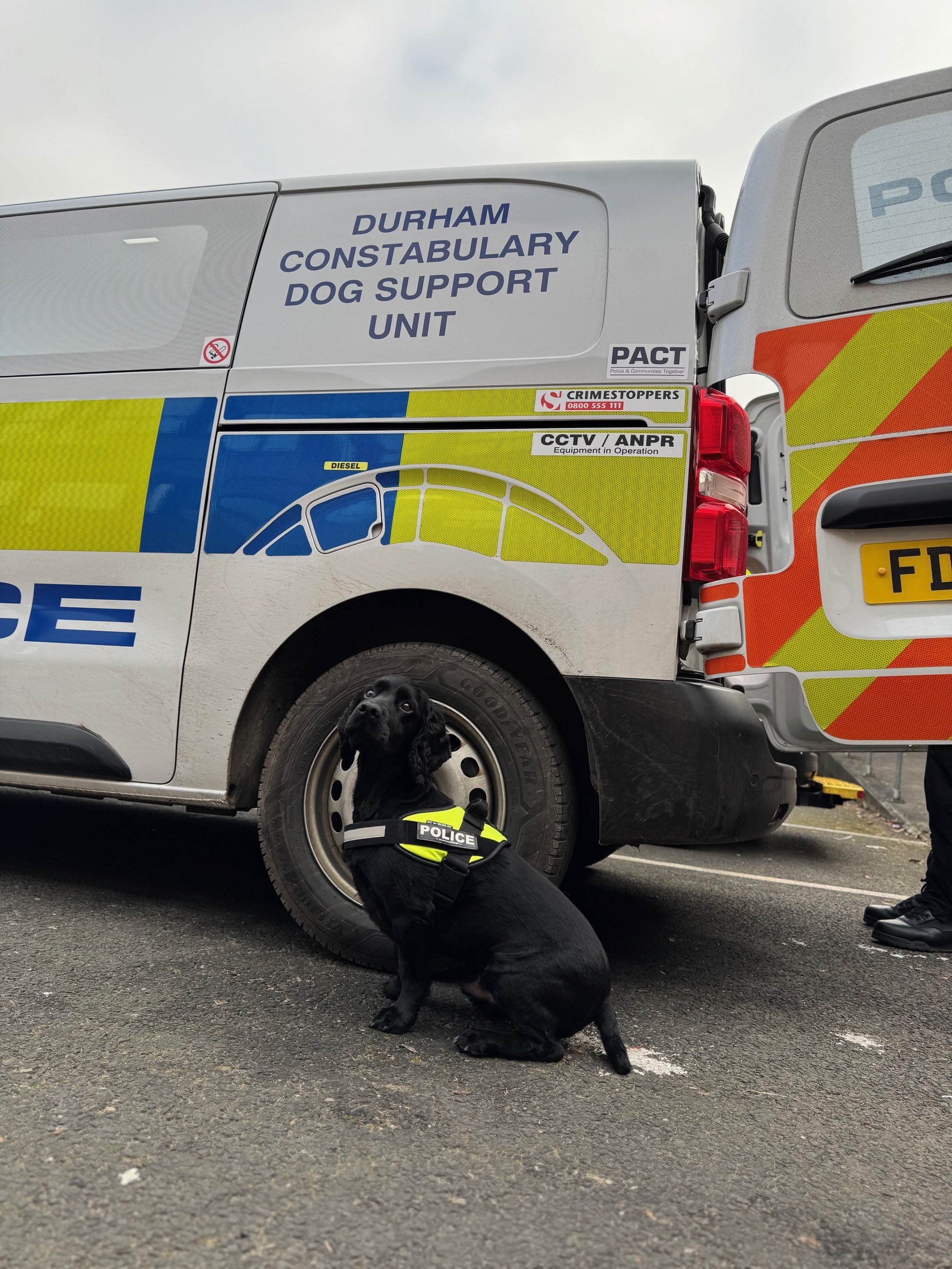 PD Lionel assisting a raid